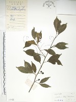 藏品(飛龍掌血)的圖片