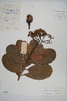 藏品(腰果、介壽果)的圖片