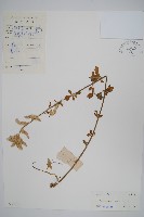 藏品(蔓雞冠、絹毛莧)的圖片