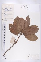 藏品(灰毛杜)的圖片