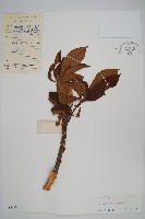 藏品(水東哥)的圖片