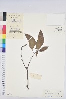 藏品(白臼)的圖片