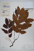 藏品(南酸棗)的圖片