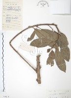 藏品(豬母乳、水同木)的圖片