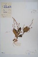 藏品(海南叉柱花)的圖片