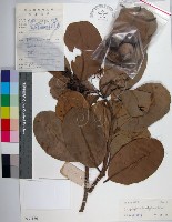 藏品(瓊崖海棠、胡桐)的圖片