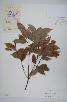 藏品(紅翅槭)的圖片