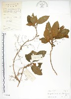 藏品(同蕊草、異色線柱苣苔)的圖片