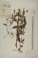 藏品(七里明艾納香)的圖片