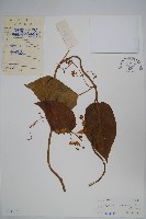 藏品(駝峰藤)的圖片