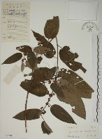 藏品(山黃麻)的圖片