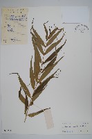 藏品(石蘿藦)的圖片