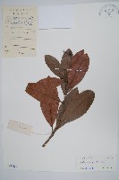 藏品(豆腐果)的圖片