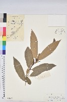 藏品(綠背桂花)的圖片