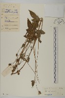 藏品(白花鬼針)的圖片