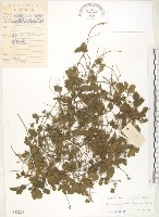 藏品(蛇莓、地莓、龍吐珠)的圖片