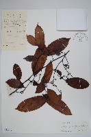 藏品(香港鷹爪花)的圖片