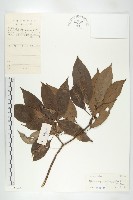 藏品(亮葉杜英)的圖片