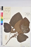 藏品(鼎湖血桐)的圖片