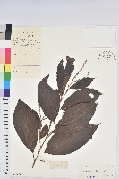 藏品(黃毛五月茶)的圖片