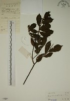 藏品(鈍齒鼠李)的圖片