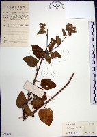 藏品(圓葉金午時花)的圖片