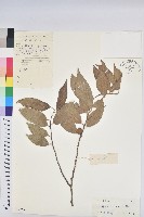 藏品(海南核果木)的圖片