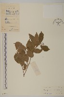 藏品(海南衛矛)的圖片