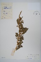 藏品(刺莧)的圖片