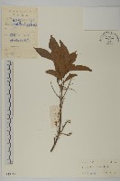 藏品(長毛風車子)的圖片