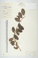 藏品(盾苞果)的圖片