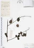 藏品(對面花)的圖片