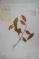 藏品(海南冬青)的圖片