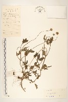 藏品(長柄菊)的圖片