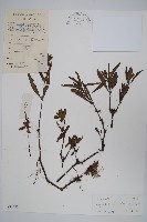 藏品(柳葉水蓑衣)的圖片