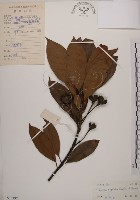 藏品(木荷)的圖片