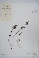 藏品(爵床、六角英)的圖片