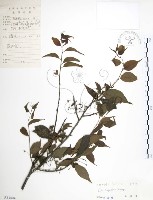 藏品(燈稱花、烏雞骨)的圖片