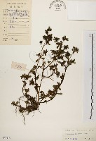 藏品(馬齒莧)的圖片