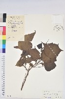 藏品(紅背山麻桿)的圖片