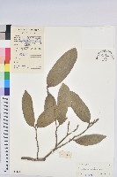 藏品(山地五月茶)的圖片