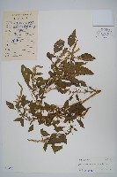 藏品(刺莧)的圖片