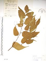 藏品(銳葉山黃麻)的圖片