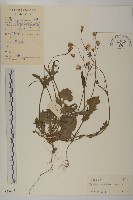 藏品(紫背草)的圖片