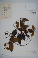 藏品(海南忍冬)的圖片