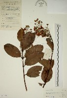 藏品(猿尾藤)的圖片