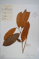 藏品(海南哥納香)的圖片