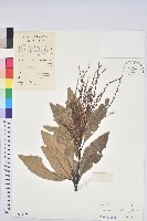 藏品(黧蒴栲)的圖片