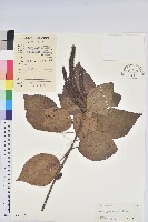 藏品(紅花鐵莧、長穗鐵莧)的圖片