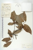 藏品(保亭柿)的圖片